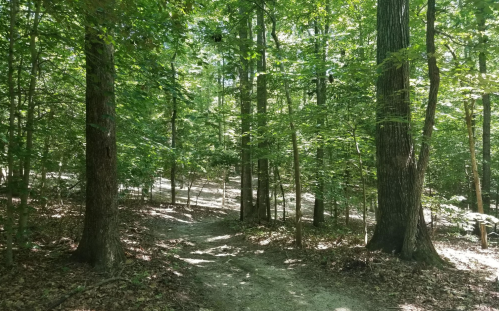 A sunlit forest path winding through lush green trees and foliage.