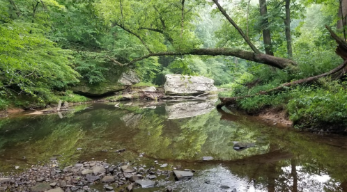 A serene forest scene with a creek, a large rock, and a tree arching over the water, reflecting greenery.