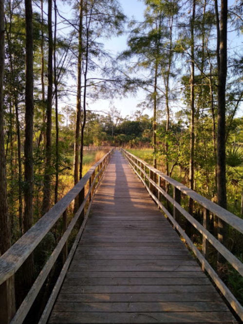 A wooden boardwalk stretches through a lush green landscape, surrounded by trees and sunlight.