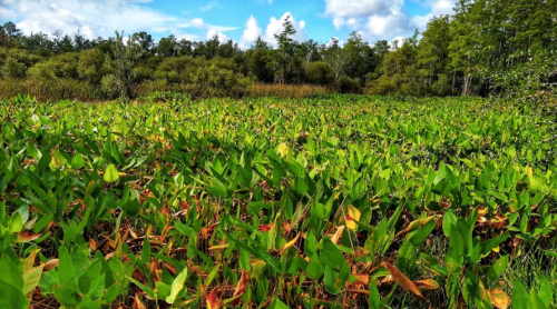 Lush green vegetation with patches of orange leaves in a wetland area under a blue sky with scattered clouds.