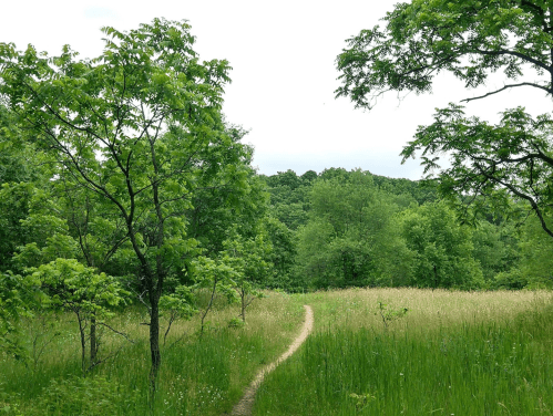 A winding dirt path through a lush green meadow surrounded by trees under a cloudy sky.