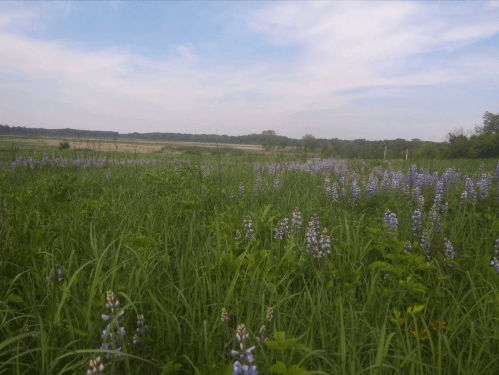 A scenic view of a grassy field with blooming blue flowers under a clear sky and distant trees.