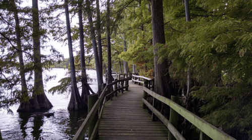 A wooden walkway winds through lush greenery beside a calm lake, surrounded by tall trees.