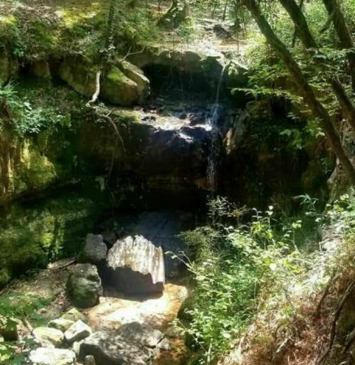 A serene forest scene featuring a small waterfall cascading into a rocky pool, surrounded by lush greenery.