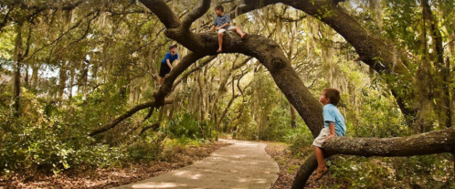 Three children play on a large tree branch above a winding path in a lush, green forest.