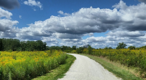 A winding gravel path through a field of yellow flowers under a blue sky filled with fluffy clouds.