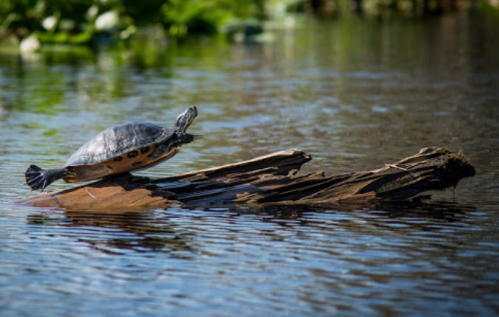 A turtle sunbathing on a log in a calm, reflective pond surrounded by greenery.