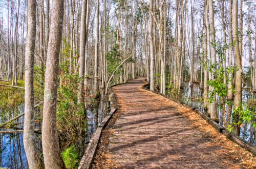 A winding wooden path through a serene forest with tall trees and water on either side.