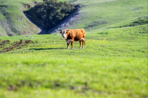 A brown cow stands in a lush green field with rolling hills in the background.