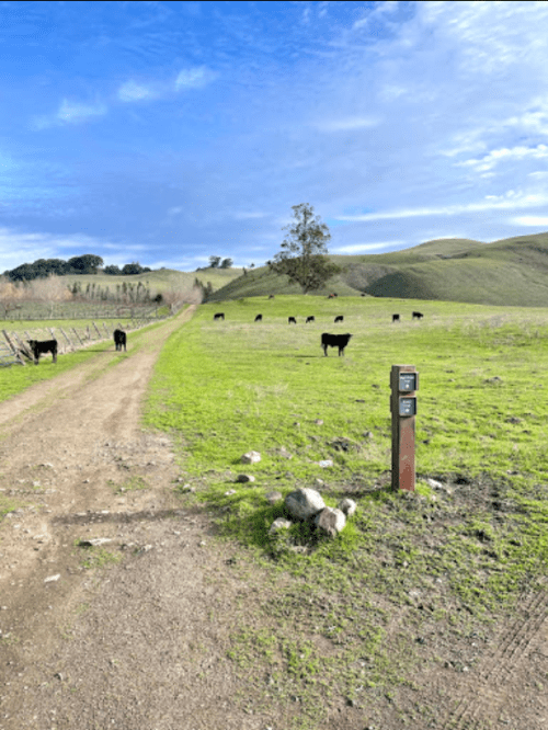 A dirt path leads through a green field with grazing cows and rolling hills under a blue sky.