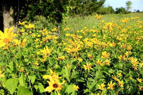 A vibrant field of yellow flowers surrounded by green foliage under a clear blue sky.