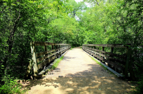 A wooden bridge spans a path through a lush, green forest, surrounded by trees and sunlight.