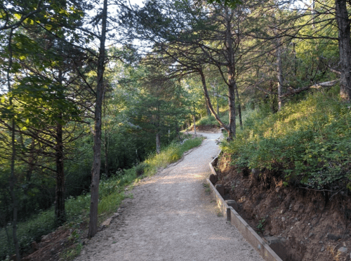 A winding dirt path through a lush green forest, surrounded by trees and sunlight filtering through the leaves.