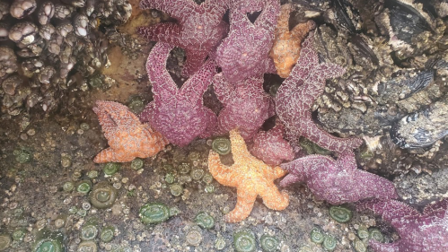 Colorful starfish in shades of purple and orange among rocky tide pool surroundings with green sea anemones.
