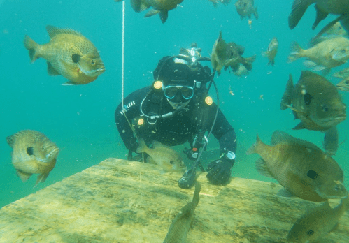 A diver in a wetsuit interacts with a school of fish underwater near a wooden platform.