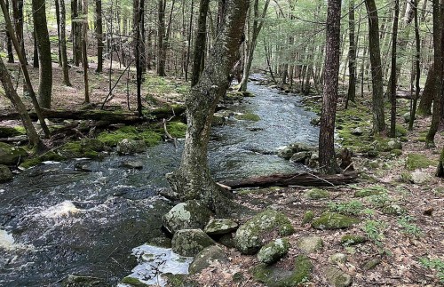A serene forest scene featuring a flowing stream surrounded by lush greenery and moss-covered rocks.