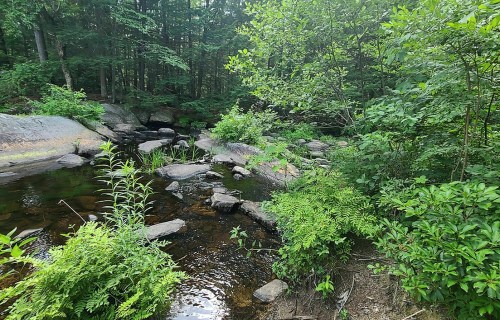 A serene forest scene with a small stream, rocks, and lush greenery surrounding the water.