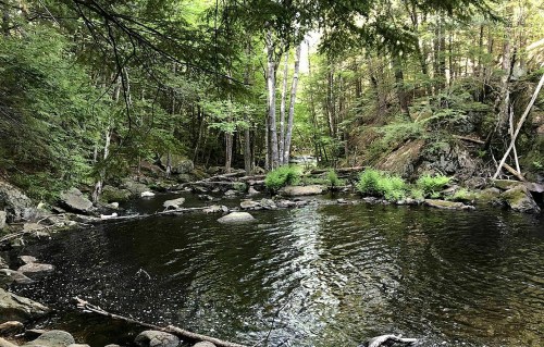 A serene forest scene featuring a calm, dark water stream surrounded by lush greenery and rocky banks.