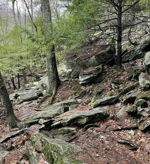 A rocky forest path surrounded by trees and greenery, with scattered stones and a natural, rugged terrain.