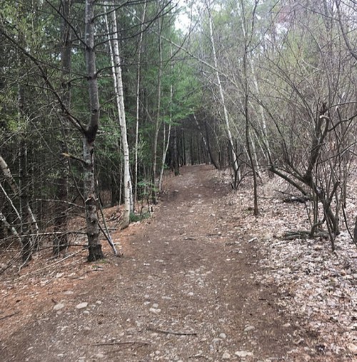 A narrow dirt path winding through a forest with sparse trees and scattered leaves on the ground.
