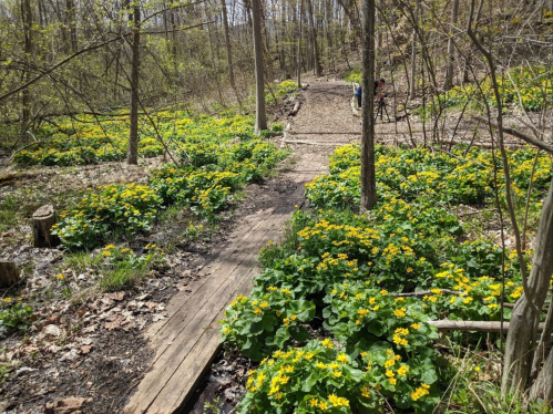 A wooded path surrounded by vibrant yellow flowers and greenery, with a person walking in the distance.
