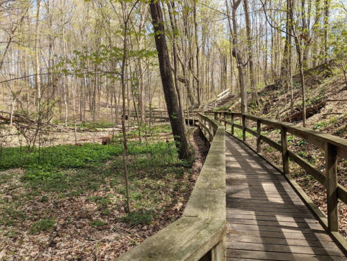 A wooden boardwalk winds through a lush, green forest with trees and underbrush in early spring.