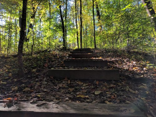 A set of stone steps leads through a forest, surrounded by trees and fallen leaves in a sunlit, serene setting.