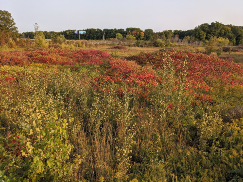 A vibrant landscape of red and green foliage with a billboard in the background, under a clear sky.