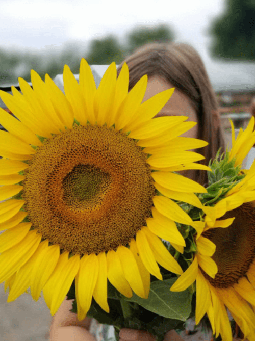 A person partially hidden behind large sunflowers, showcasing their vibrant yellow petals and brown centers.