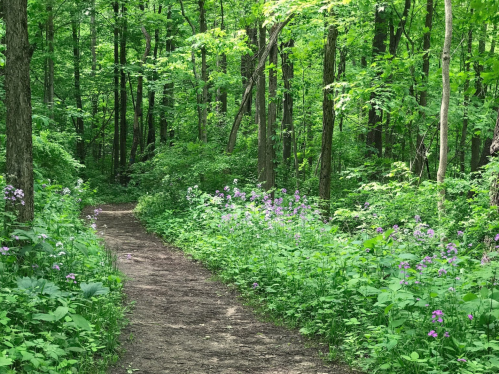 A dirt path winds through a lush green forest, lined with blooming purple flowers and tall trees.