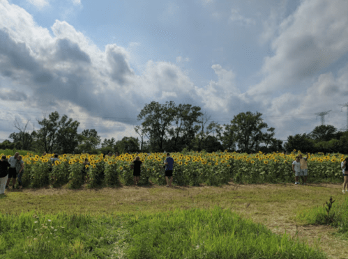 A field of sunflowers with people walking among the flowers under a partly cloudy sky.