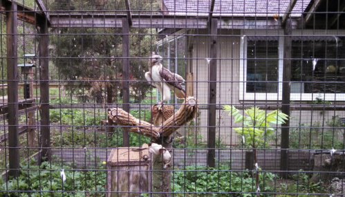 A bird perched on a wooden branch inside a fenced enclosure, surrounded by greenery and a building in the background.