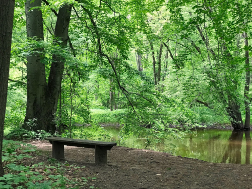 A serene forest scene featuring a wooden bench beside a calm, reflective pond surrounded by lush green trees.