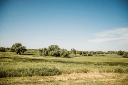 A serene landscape featuring green fields and scattered trees under a clear blue sky.
