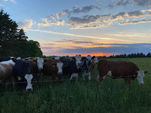 A group of cows stands in a grassy field at sunset, with colorful clouds in the sky.