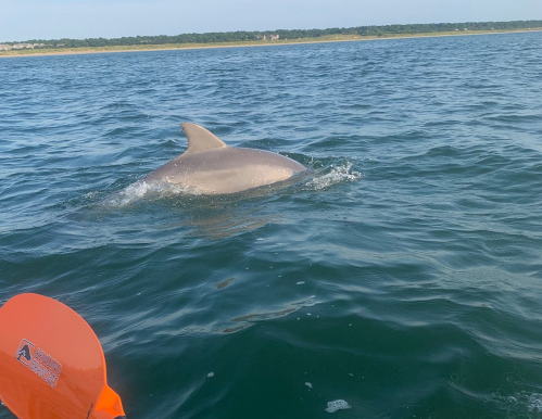A dolphin surfaces in calm waters, with a kayak paddle visible in the foreground.