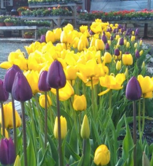 A vibrant garden featuring a row of yellow and purple tulips in full bloom.