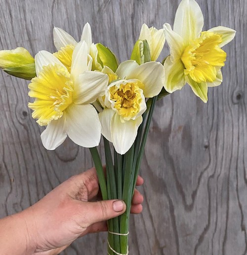 A hand holding a bouquet of yellow and white daffodils against a wooden background.