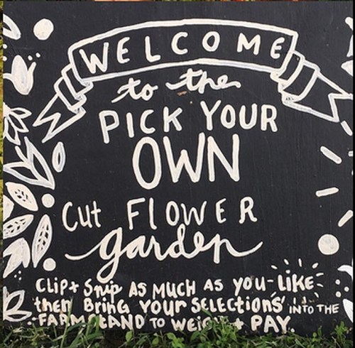 A chalkboard sign welcoming visitors to a pick-your-own cut flower garden with instructions for selecting flowers.