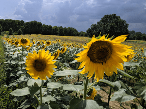 A vibrant field of sunflowers under a cloudy sky, with several blooms in focus and lush greenery in the background.