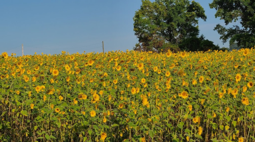 A vibrant field of sunflowers under a clear blue sky, with green trees in the background.