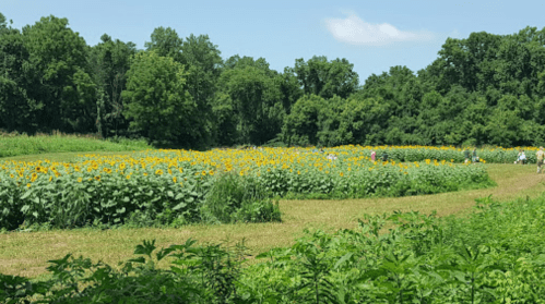 A vibrant field of sunflowers with people walking through, surrounded by lush green trees and a clear blue sky.