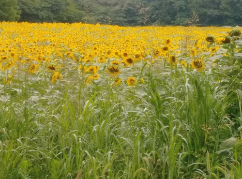 A vibrant field of sunflowers stretches across the landscape, surrounded by tall green grass and trees in the background.