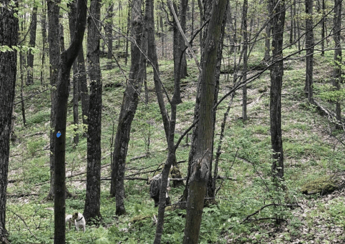 A serene forest scene with trees, greenery, and a dog exploring the underbrush.
