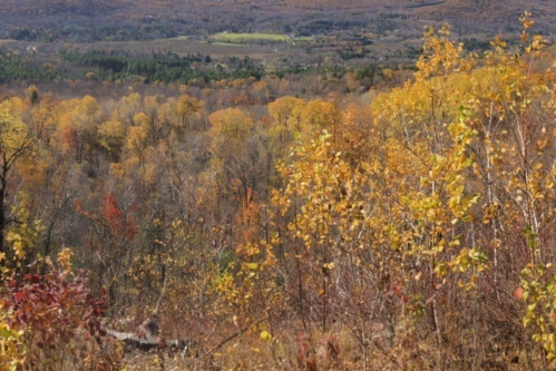 A scenic view of a forest in autumn, showcasing vibrant yellow and orange foliage against a distant valley.