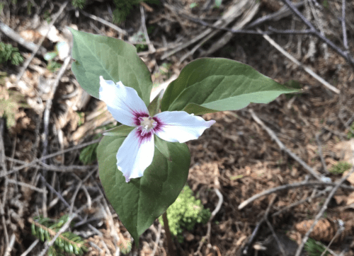 A close-up of a white trillium flower with a purple center, surrounded by green leaves and forest floor debris.