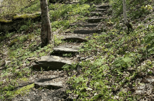 Stone steps lead up a lush, green forest path surrounded by ferns and trees.