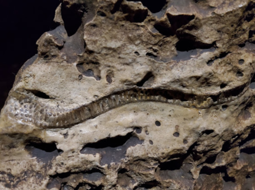 Fossilized remains of a prehistoric creature embedded in a rocky surface.