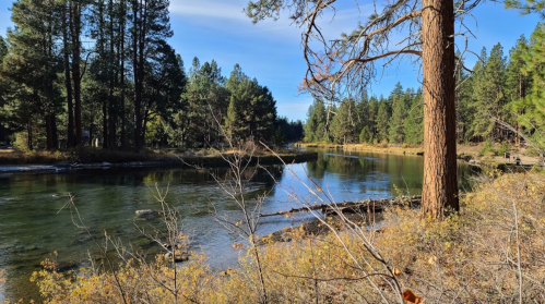 A serene river flows through a forested area, surrounded by tall trees and autumn foliage under a clear blue sky.