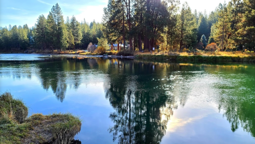 A serene lake surrounded by tall pine trees, reflecting the sky and sunlight on a calm day.